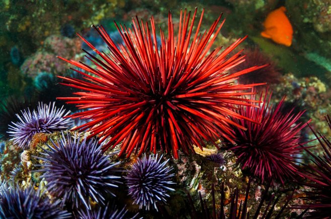 landak laut merah