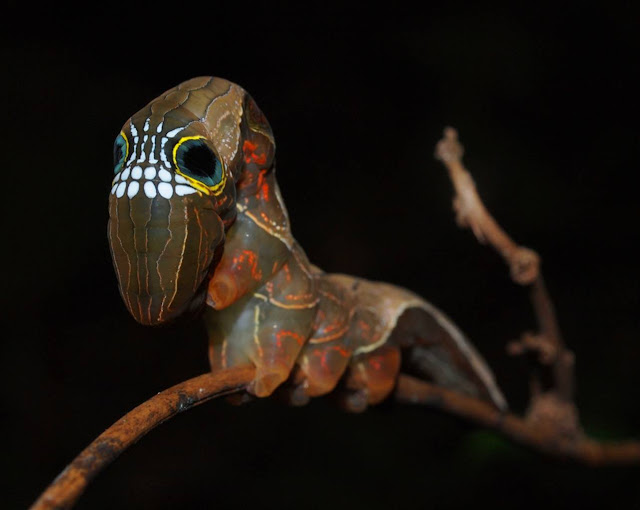 larga kupu kupu pink underwing