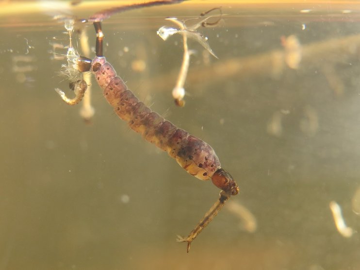 larva nyamuk gajah