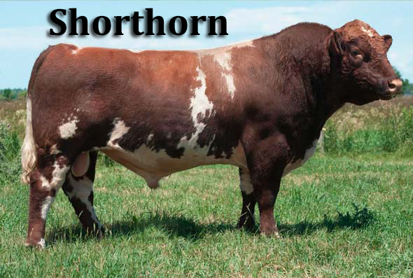 lembu baka shorthorn