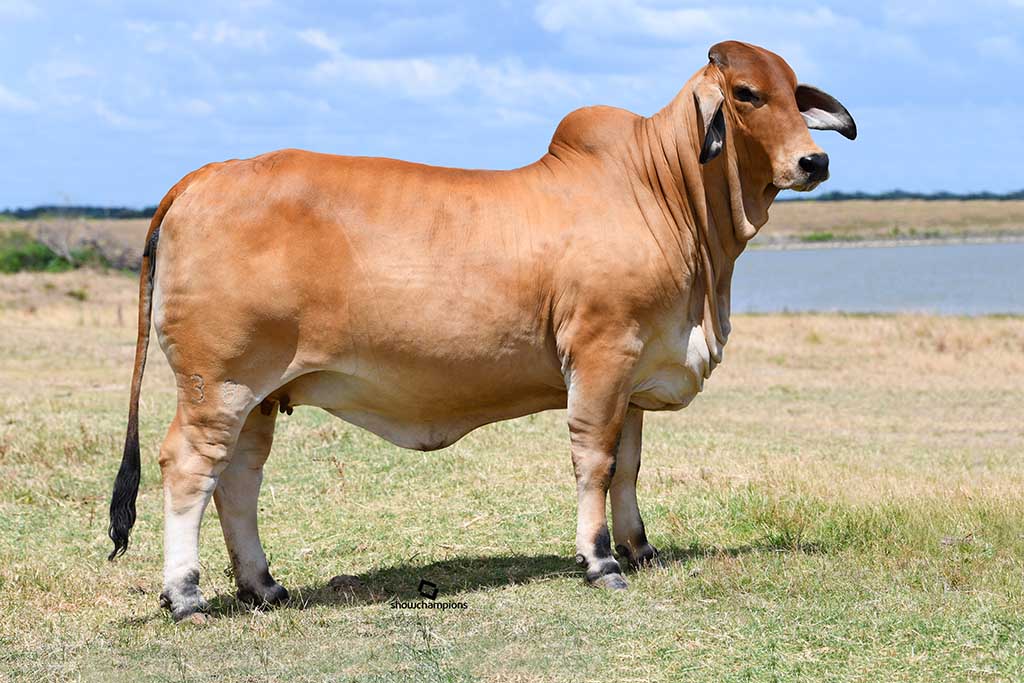 lembu brahman