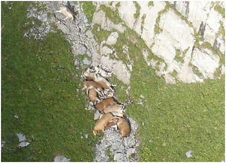 lembu bunuh diri terjun gunung