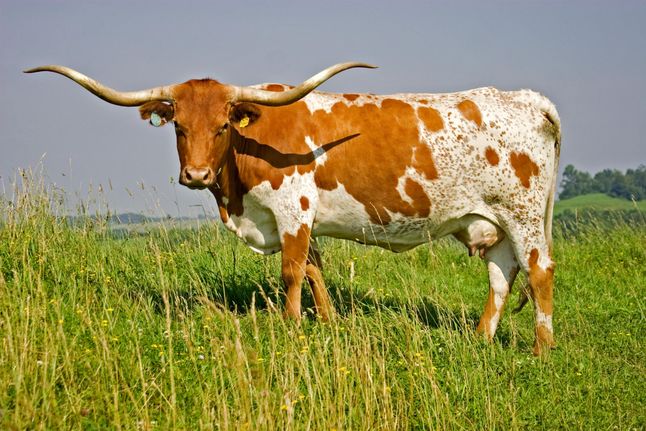 lembu longhorn