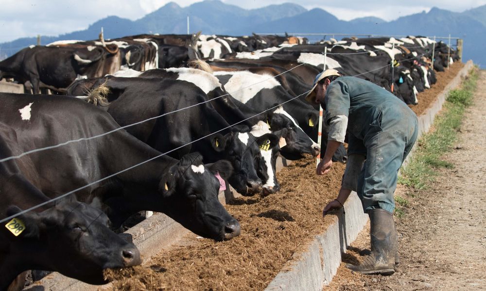 lembu new zealand industri tenusu