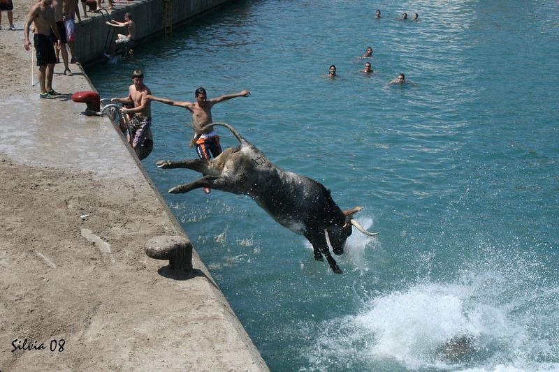 lembu terjun laut