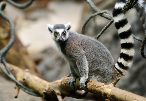 lemur 99