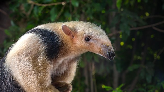 lesser anteater