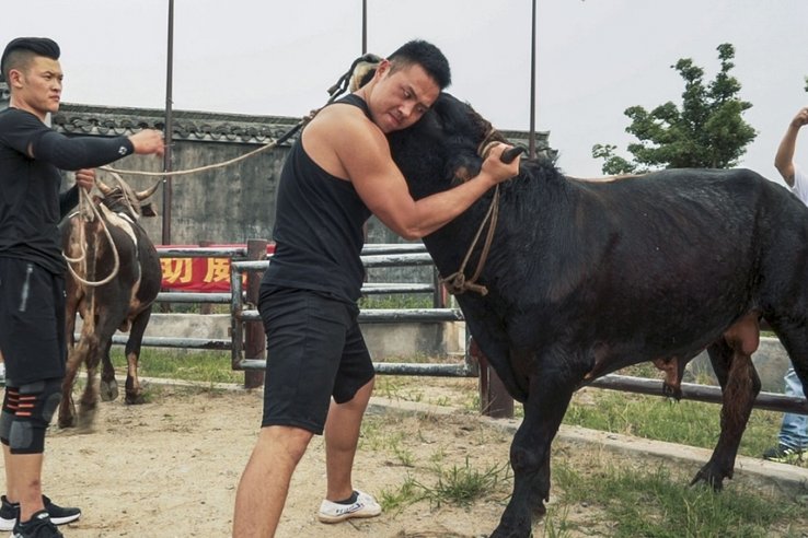 li bo sedang berlatih menumbangkan seekor lembu jantan