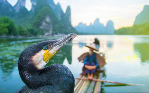 li river ukai fishing 154 724