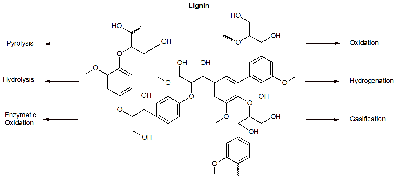 lignin struktur tisu