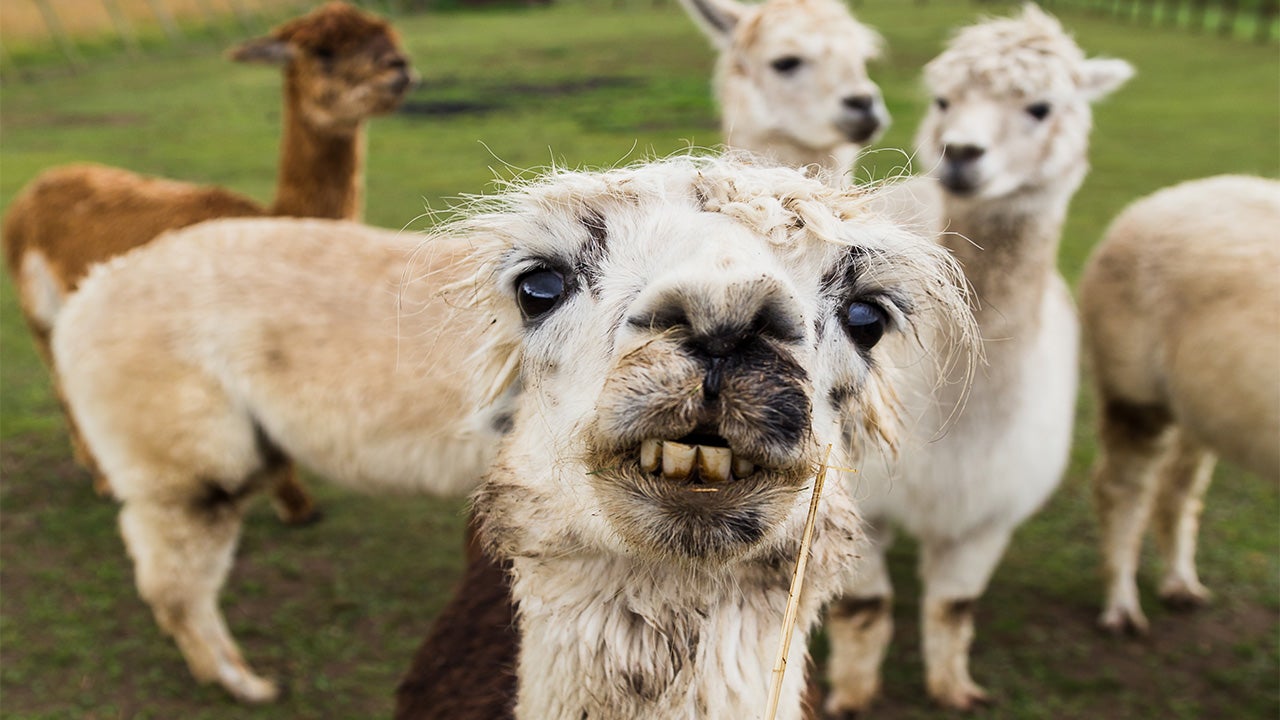 llama menghentam tuan sendiri