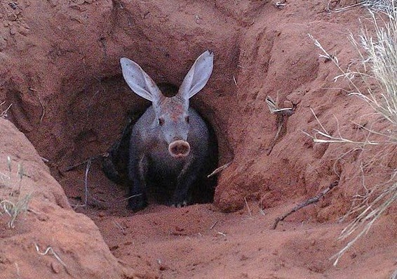 lubang babi aardvark