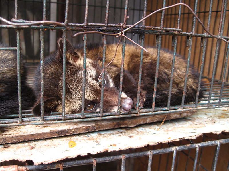 luwak dibela dalam sangkar sempit