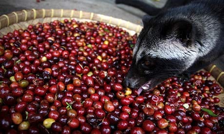 luwak makan biji ceri