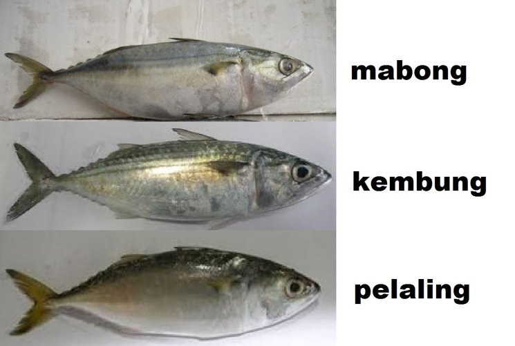 mabong kembung pelaling