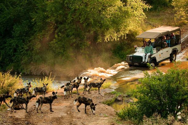 madikwe game afrika selatan hyena