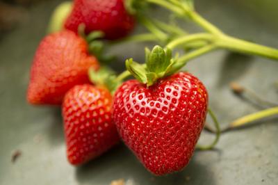 makan strawberry elak jadi pelupa