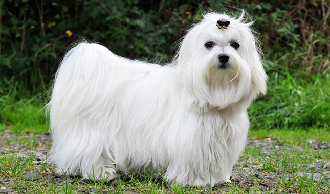 maltese