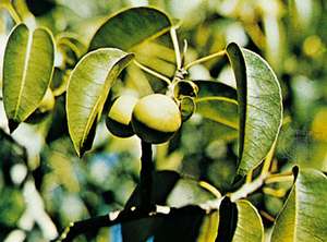 manchineel