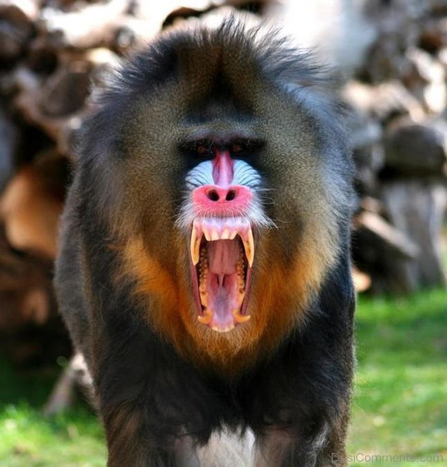 mandrill 2