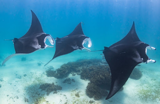 manta ray