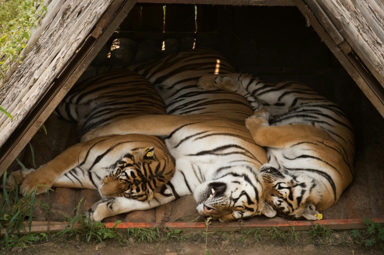 mao zedong bunuh harimau di china