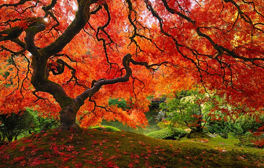 maple tree 2