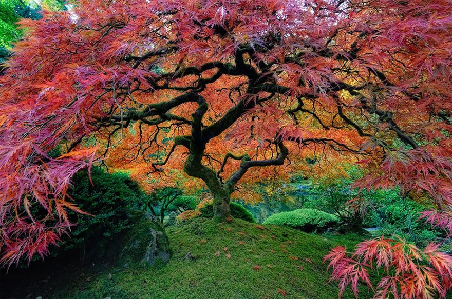 maple tree