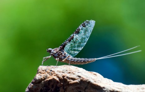 mayfly hidupan paling singkat usia