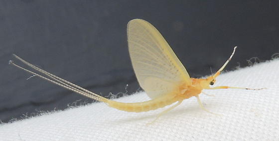 mayfly peirngkat subimago