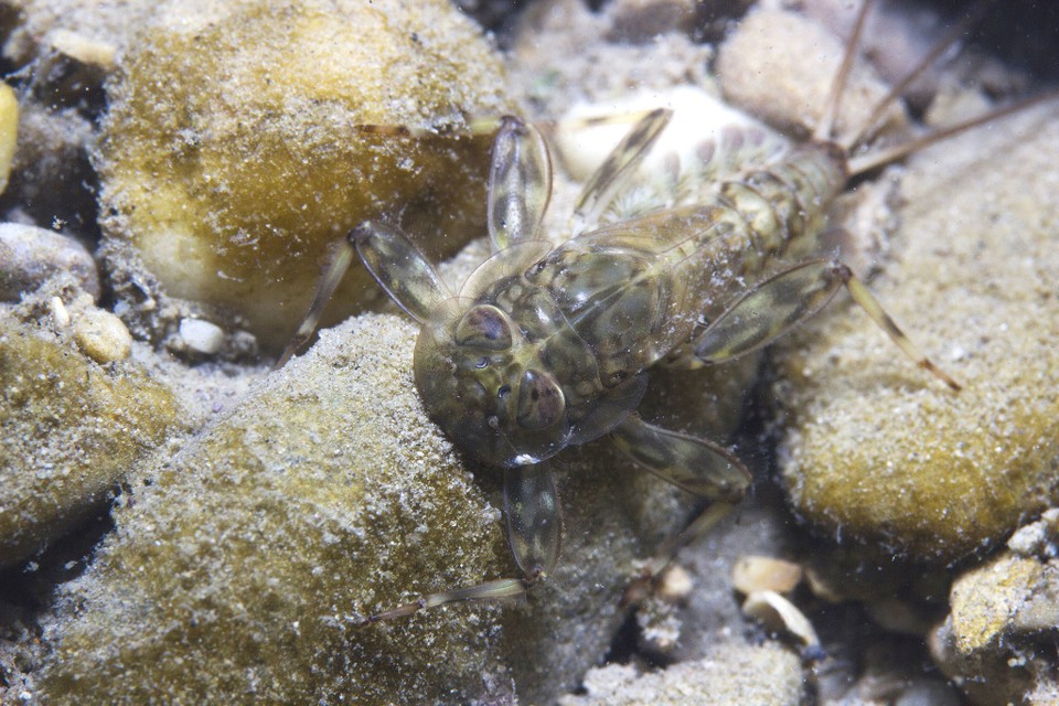 mayfly peringkat nymph naiad