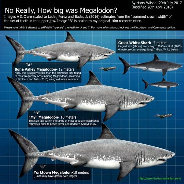 megalodon 402