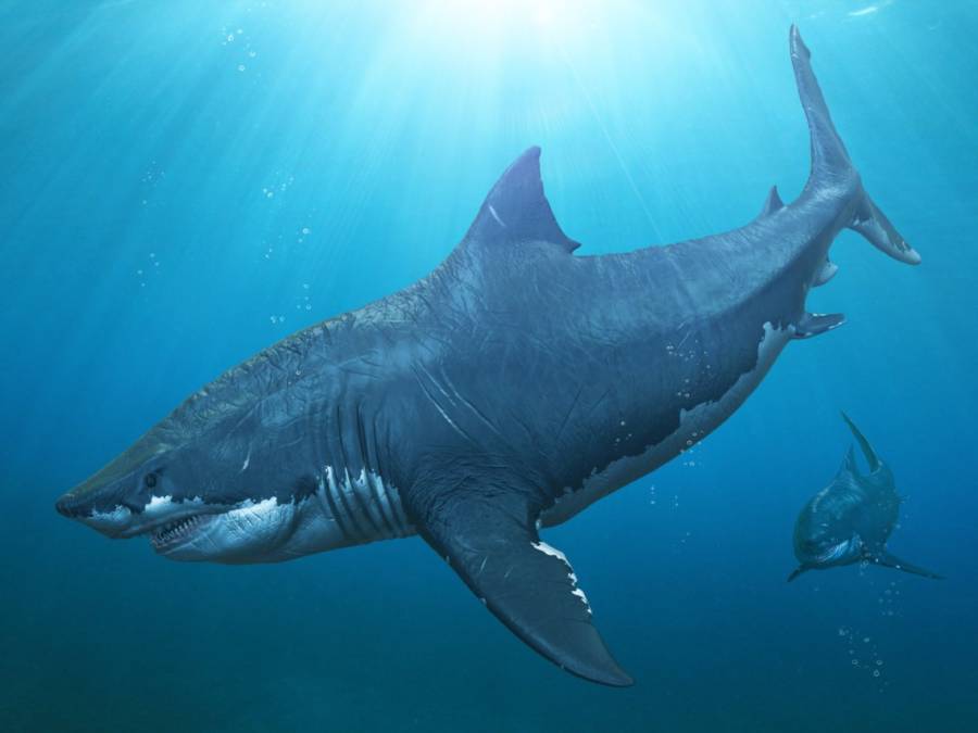 megalodon