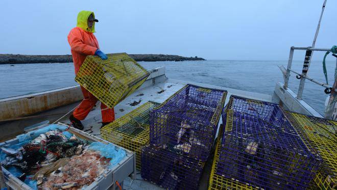 menangkap udang karang