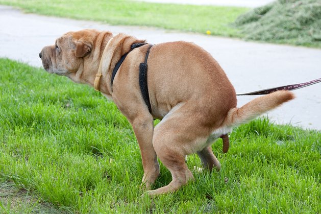 mengapa anjing berpusing pusing sebelum berak