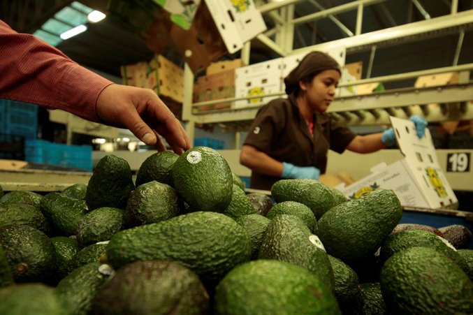 mengapa buah alpukat sangat mahal 3