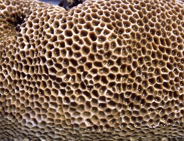 mengapa manusia geli trypophobia 989