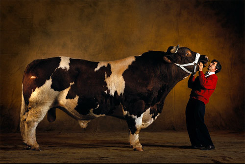 mengapa ternak belgian blue