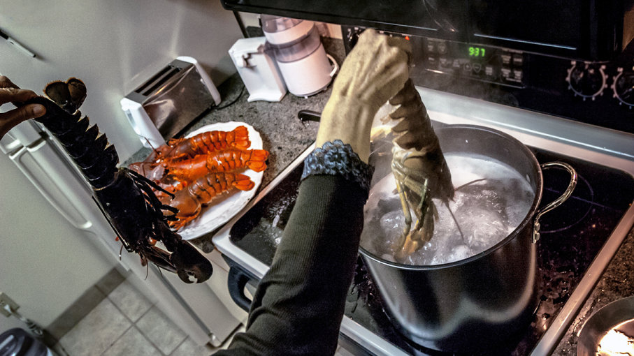 mengapa udang karang dimasak hidup hidup