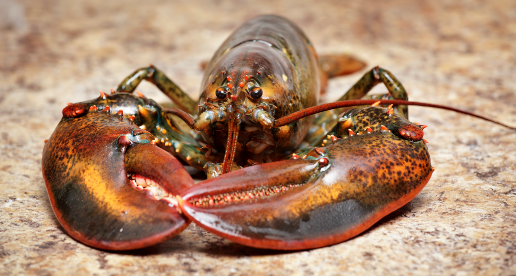 mengapa udang karang direbus hidup hidup