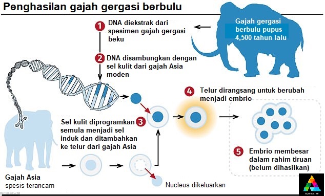 menghasilkan mammoth hibrid 158