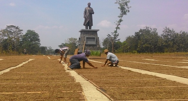 menjemur tembakau