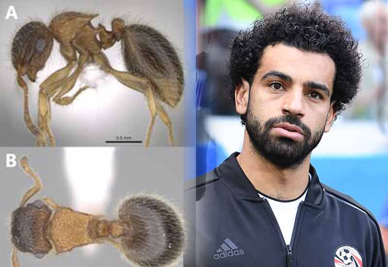 meranoplus mosalahi mohamed salah