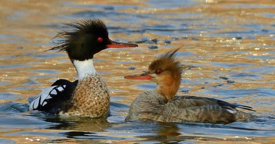 merganser dada merah