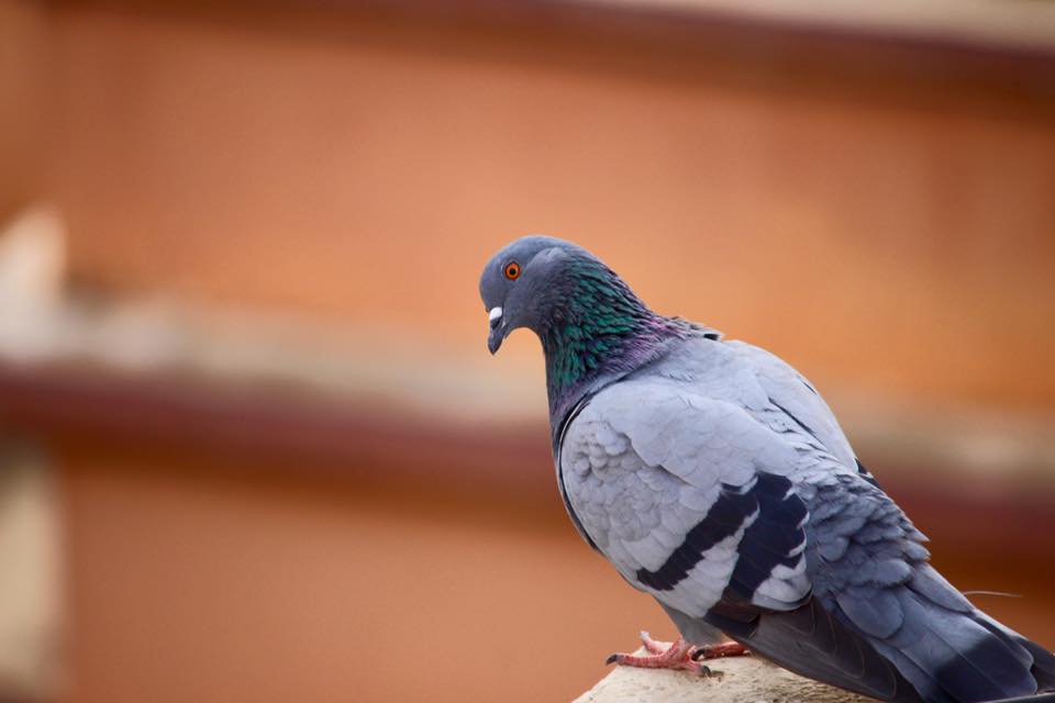 merpati batu