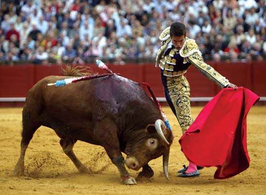 metador lembu tak suka warna merah