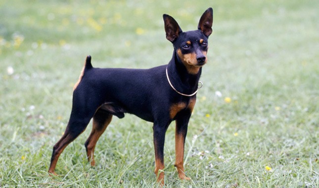 miniature pinscher