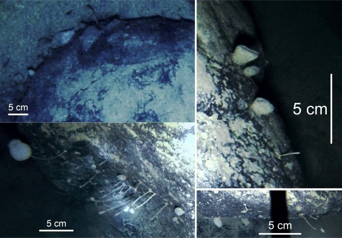 misteri hidupan antartika 645