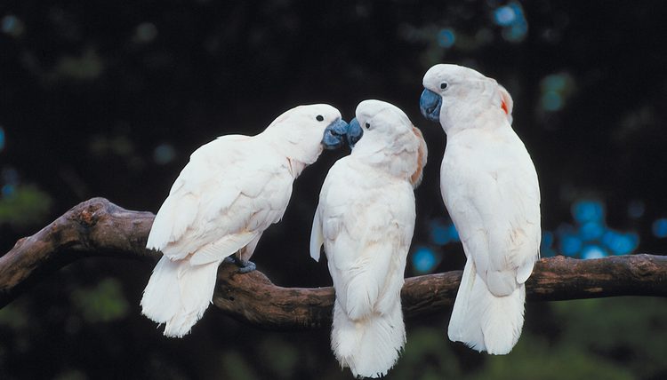 moluccan cockatoo