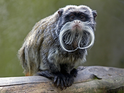 monyet emperor tamarin